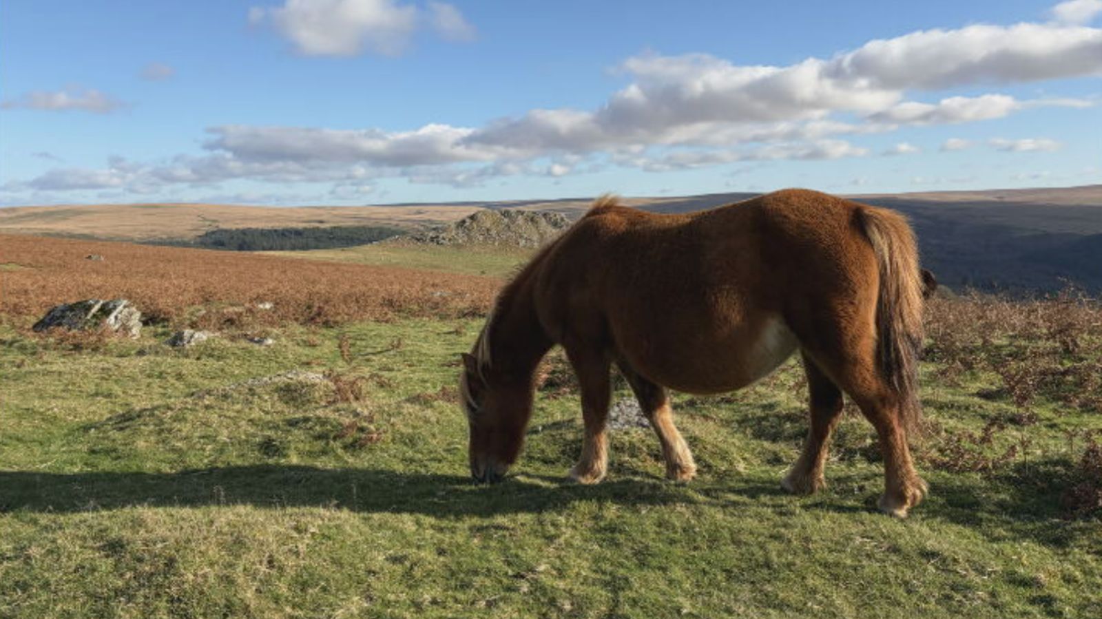 Streit um die mögliche Keulung gefährdeter Bergponys im Dartmoor