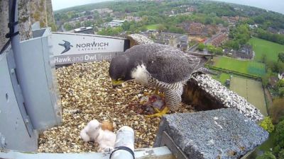 The peregrine with her two chicks. 
