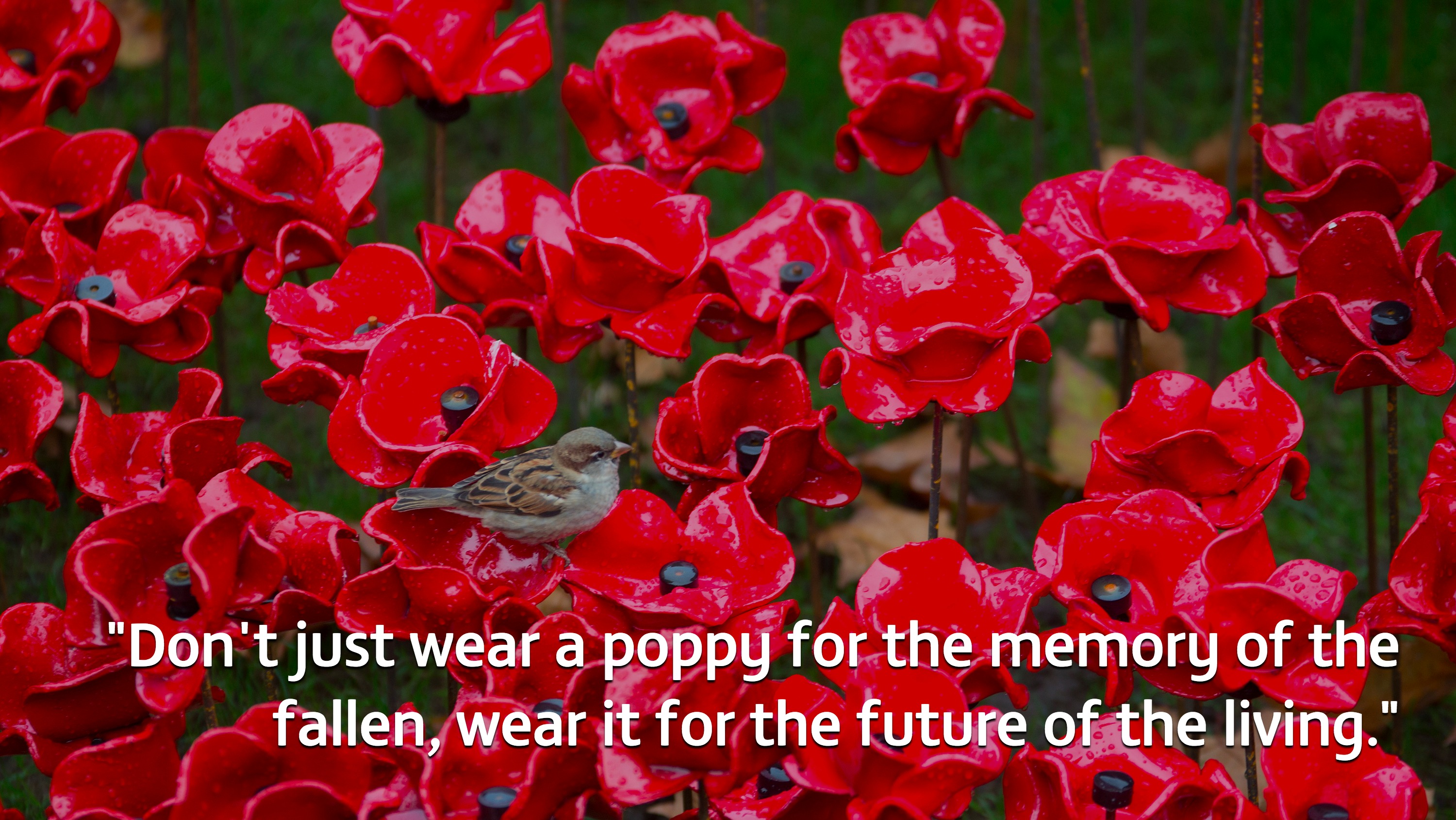 How The Royal British Legions Poppy Appeal Helps Our Regions Veterans Itv News Anglia