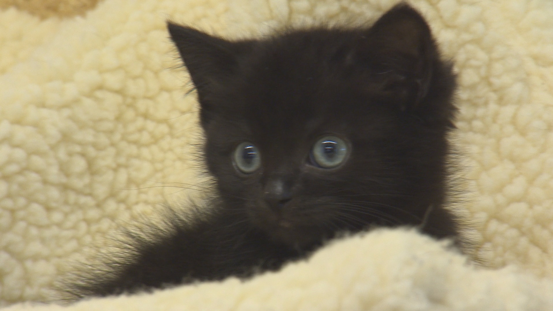 Not such a happy Hallowe'en for black cats ITV News Tyne Tees