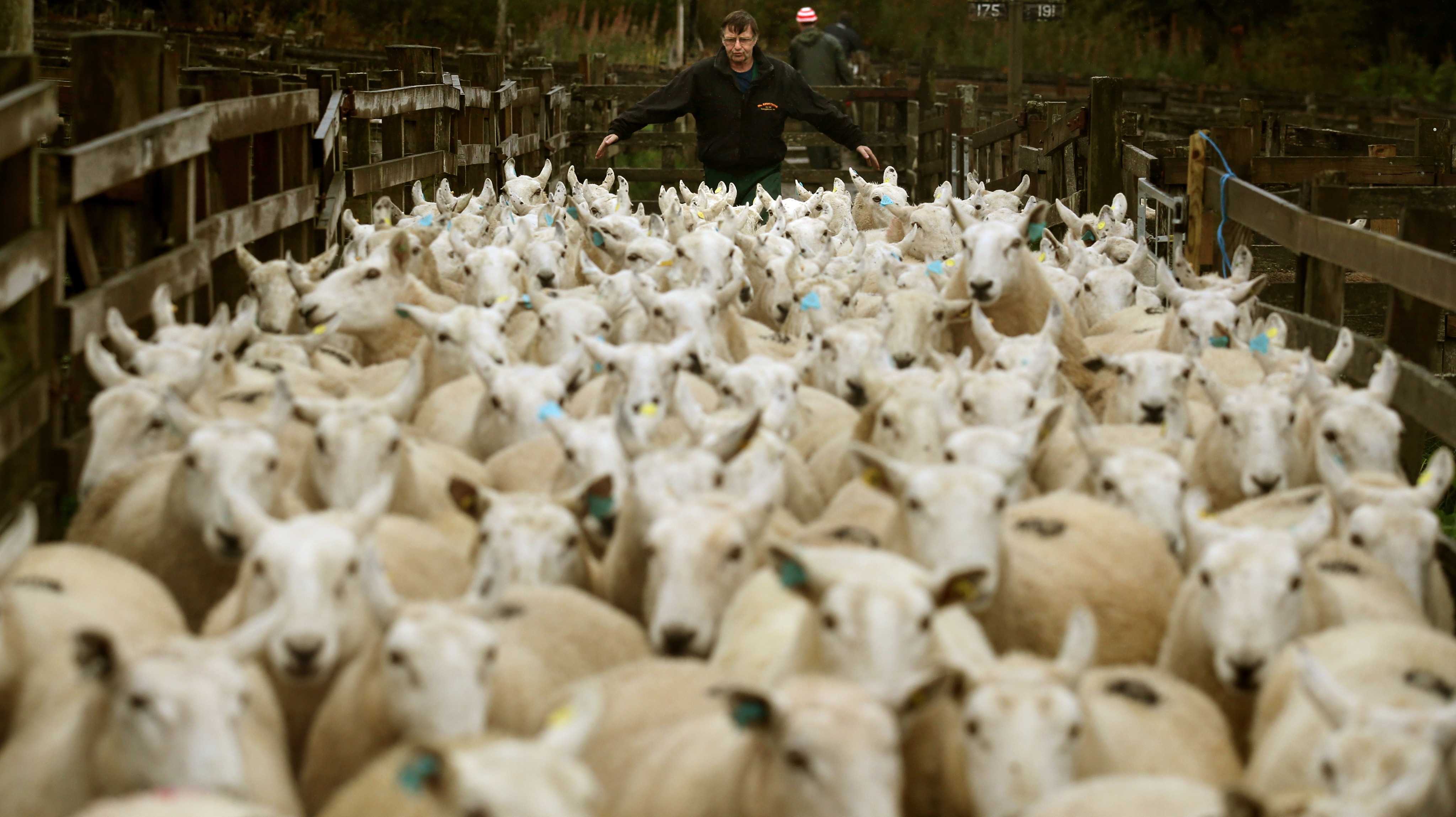 Knowing me, knowing ewe: Farmers reunited with sheep at identity