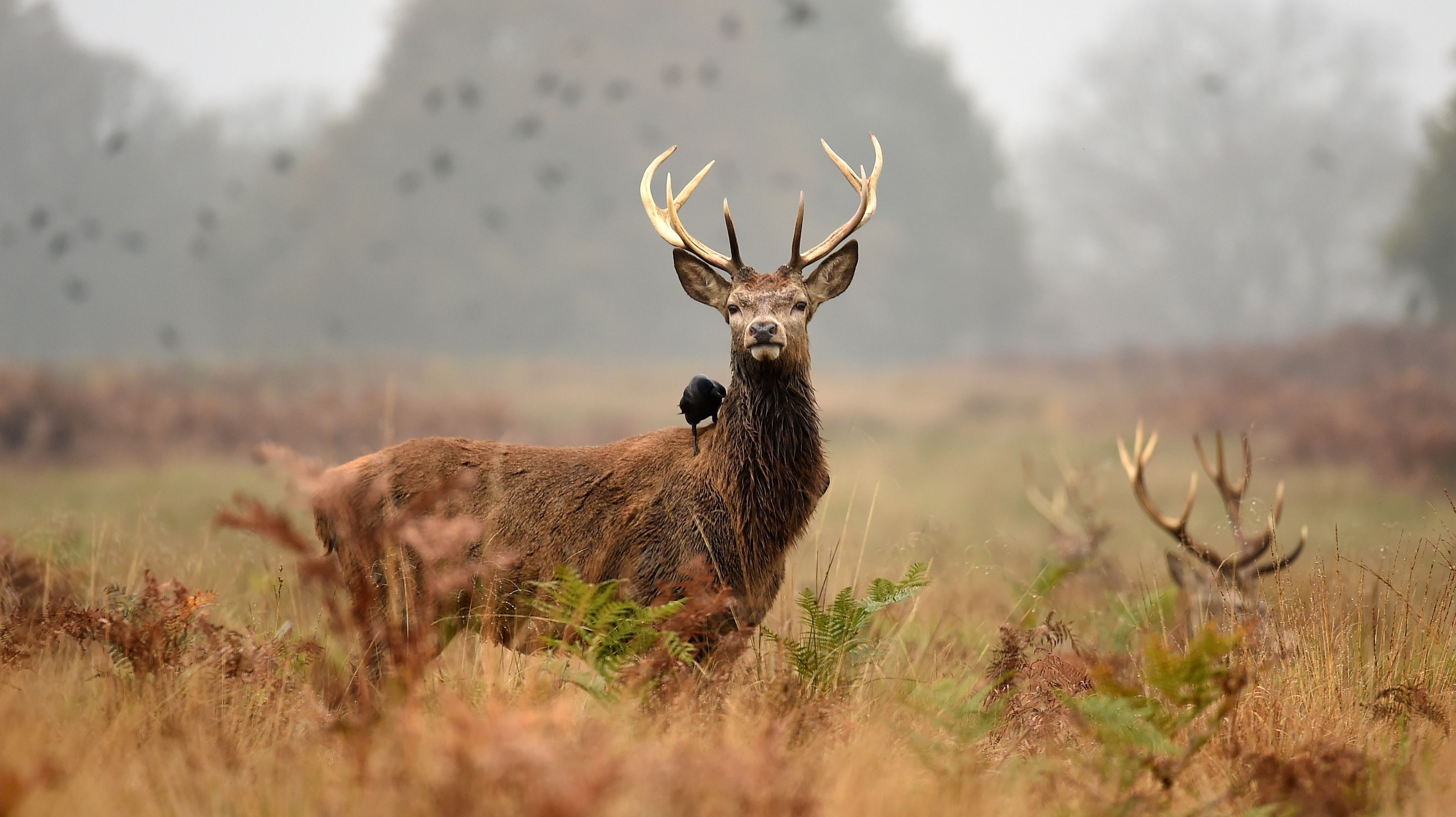 Stag breeding season 'under threat from photographers' at Richmond Park ...