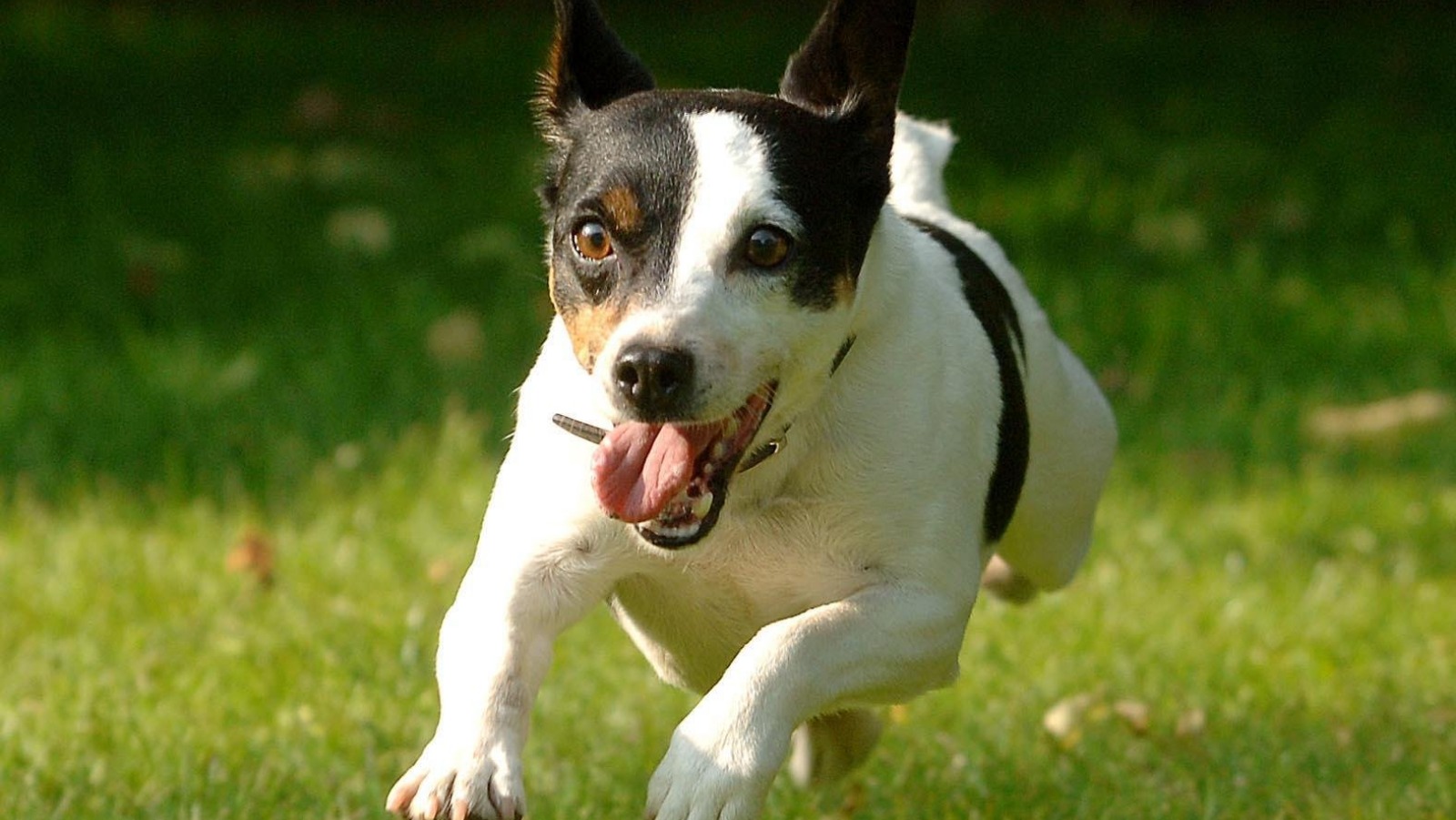 dog-owners-poison-warning-after-pets-fall-ill-itv-news-wales