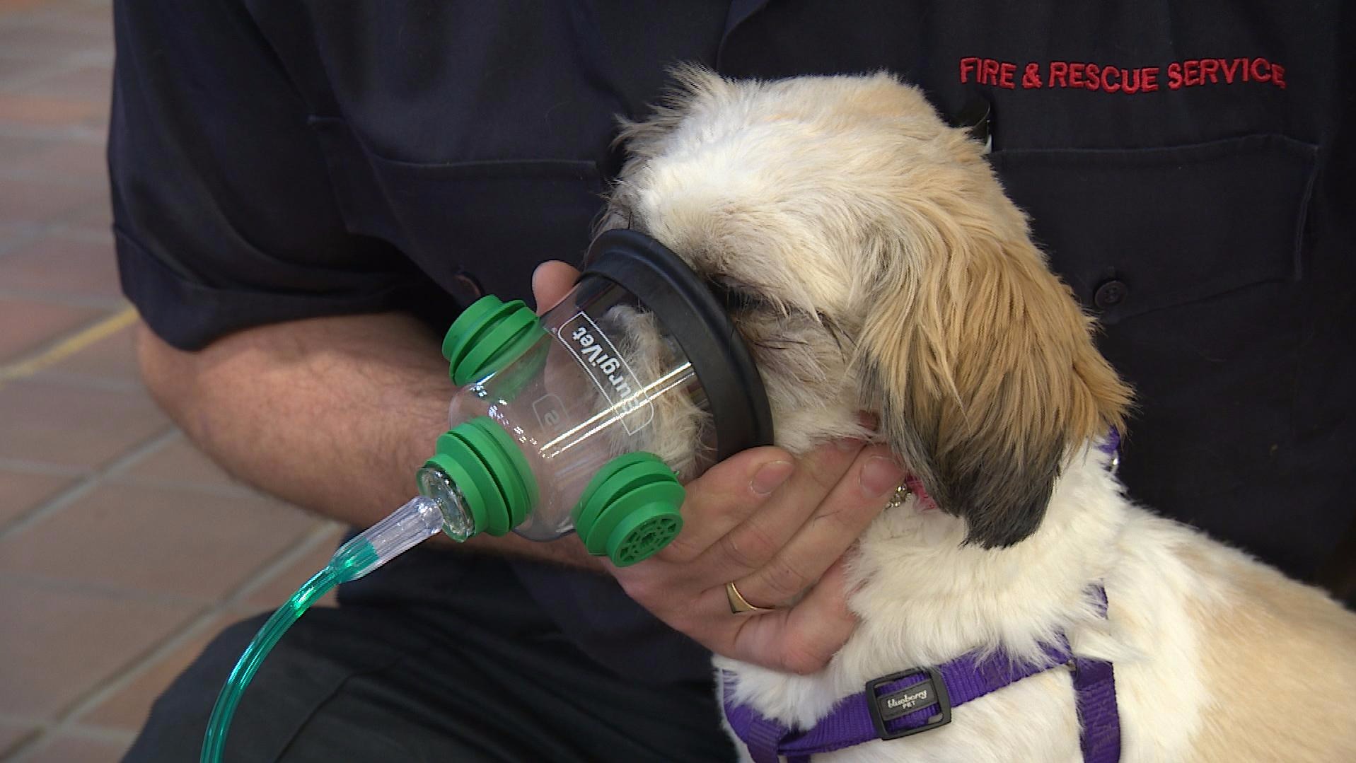 Fire service introduces oxygen masks for pets ITV News Meridian