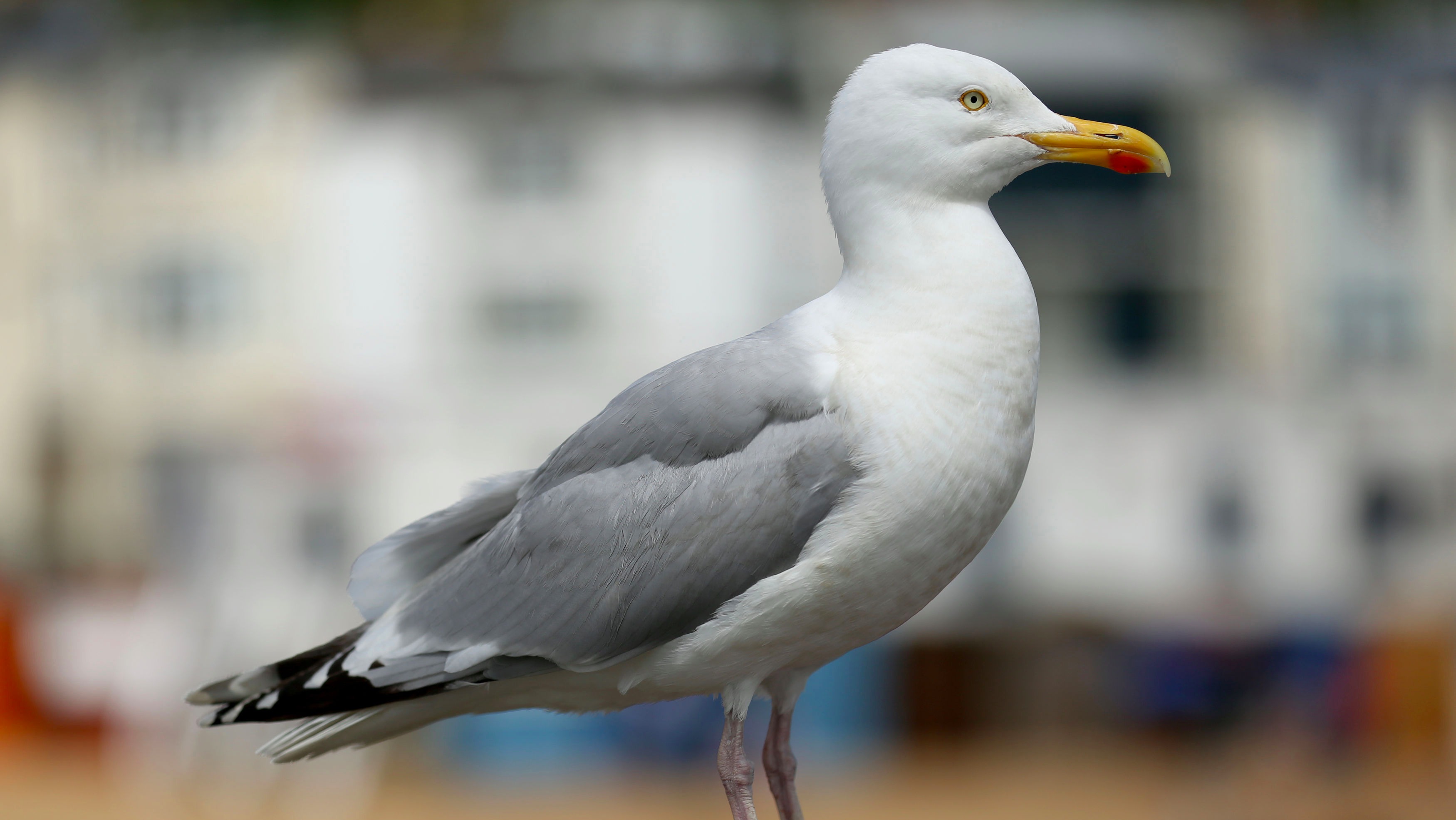 Man fined for beating gull to death with a broom handle | ITV News Meridian