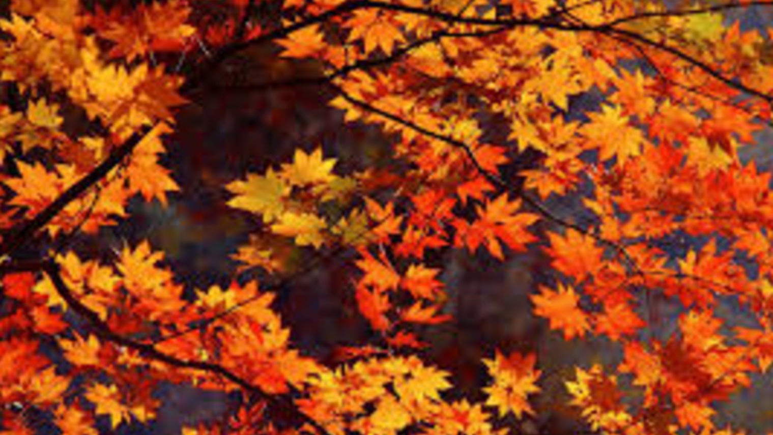 November so far: Duller, wetter but warmer than average | ITV News