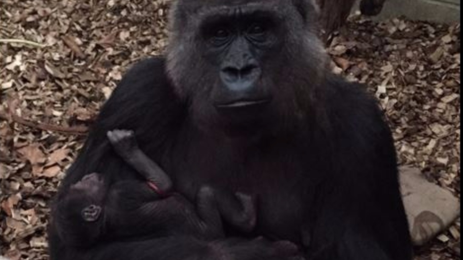 Critically-endangered Gorilla Born In London Zoo | ITV News London