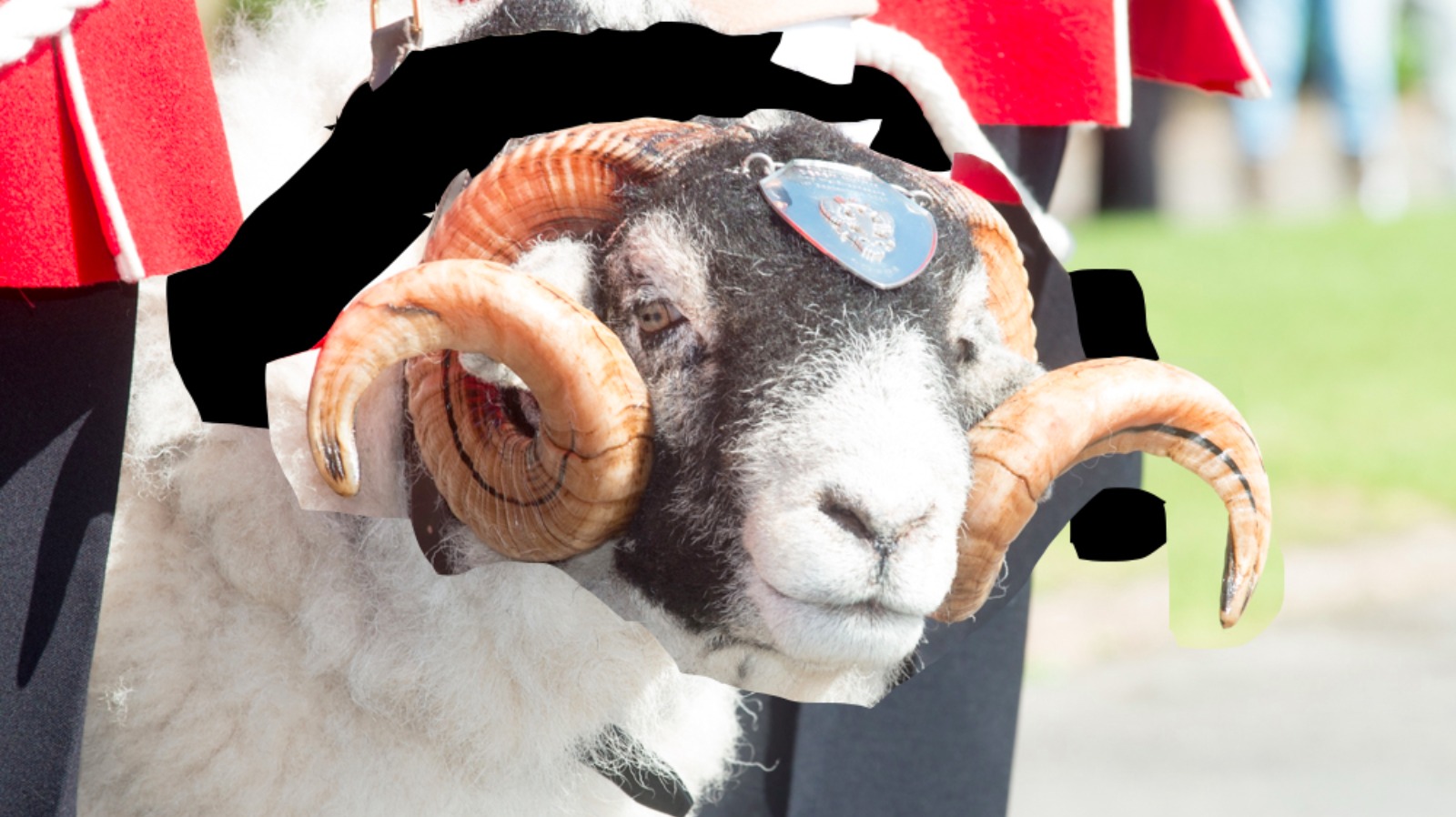 the-mercian-regiment-mascot-derby-the-ram-has-died-itv-news-central