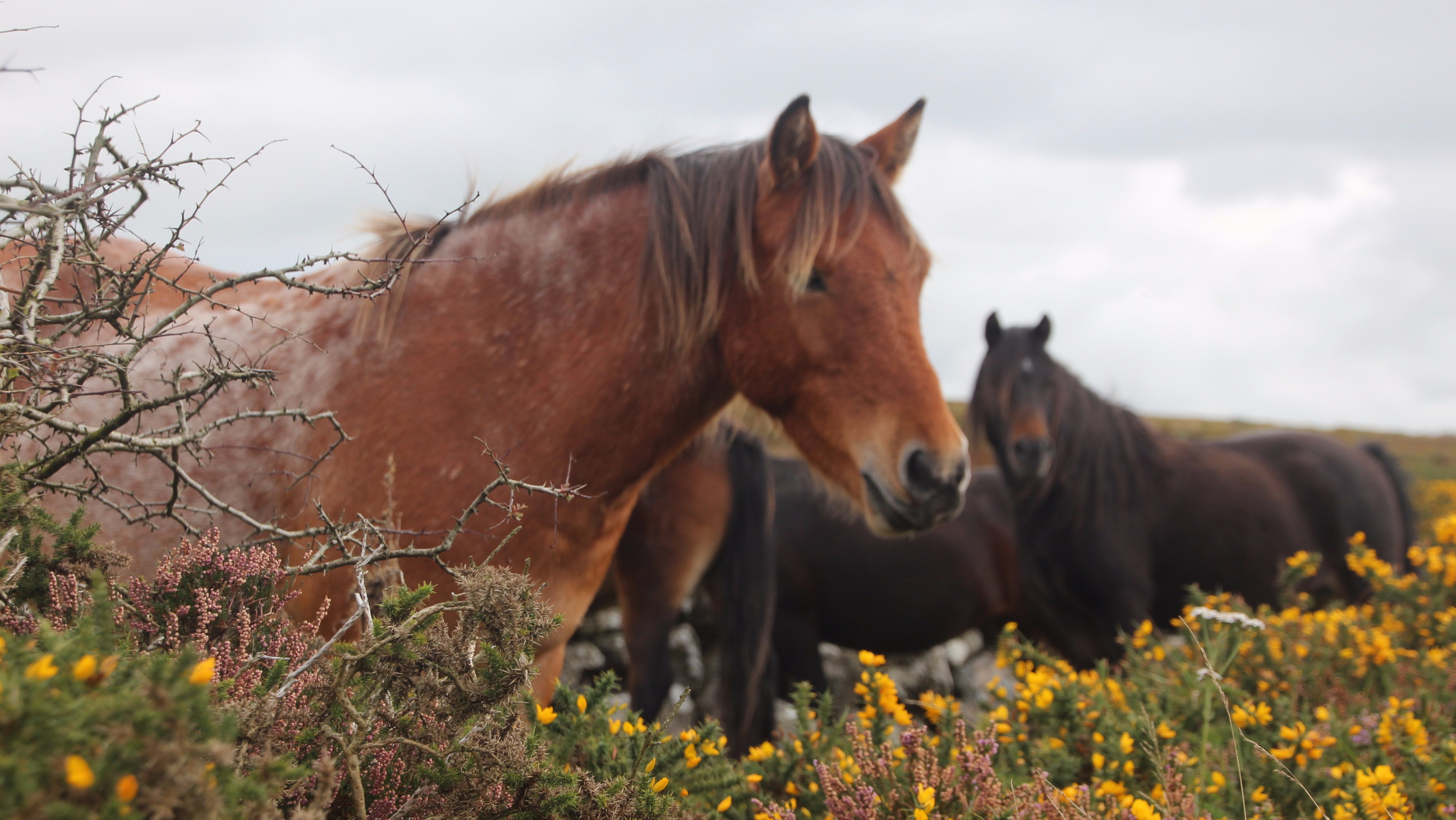 Dartmoor pony meat goes on sale in Devon ITV News