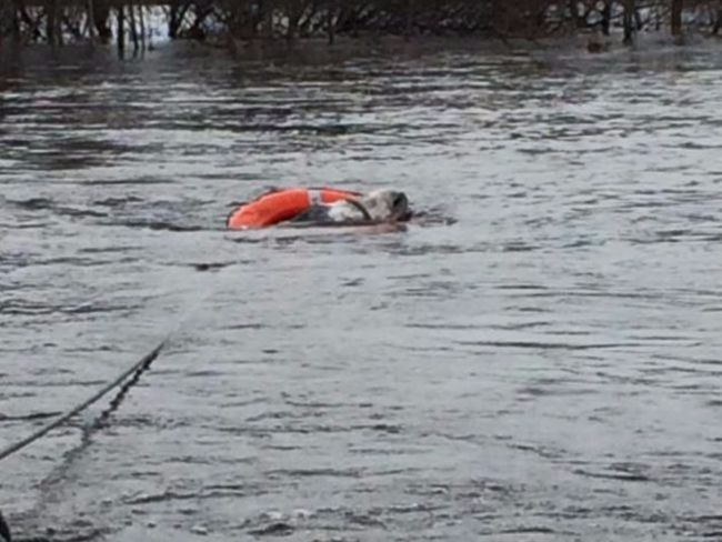 Smiling' donkey happy to be rescued from floods in Ireland | ITV News