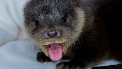 Avon the rescued otter cub