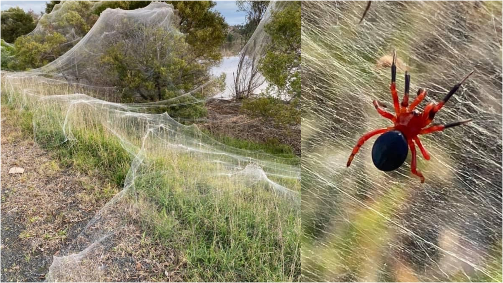 Spider apocalypse' hits Australia covering countryside in eerie blankets of  cobwebs after biblical mouse plague