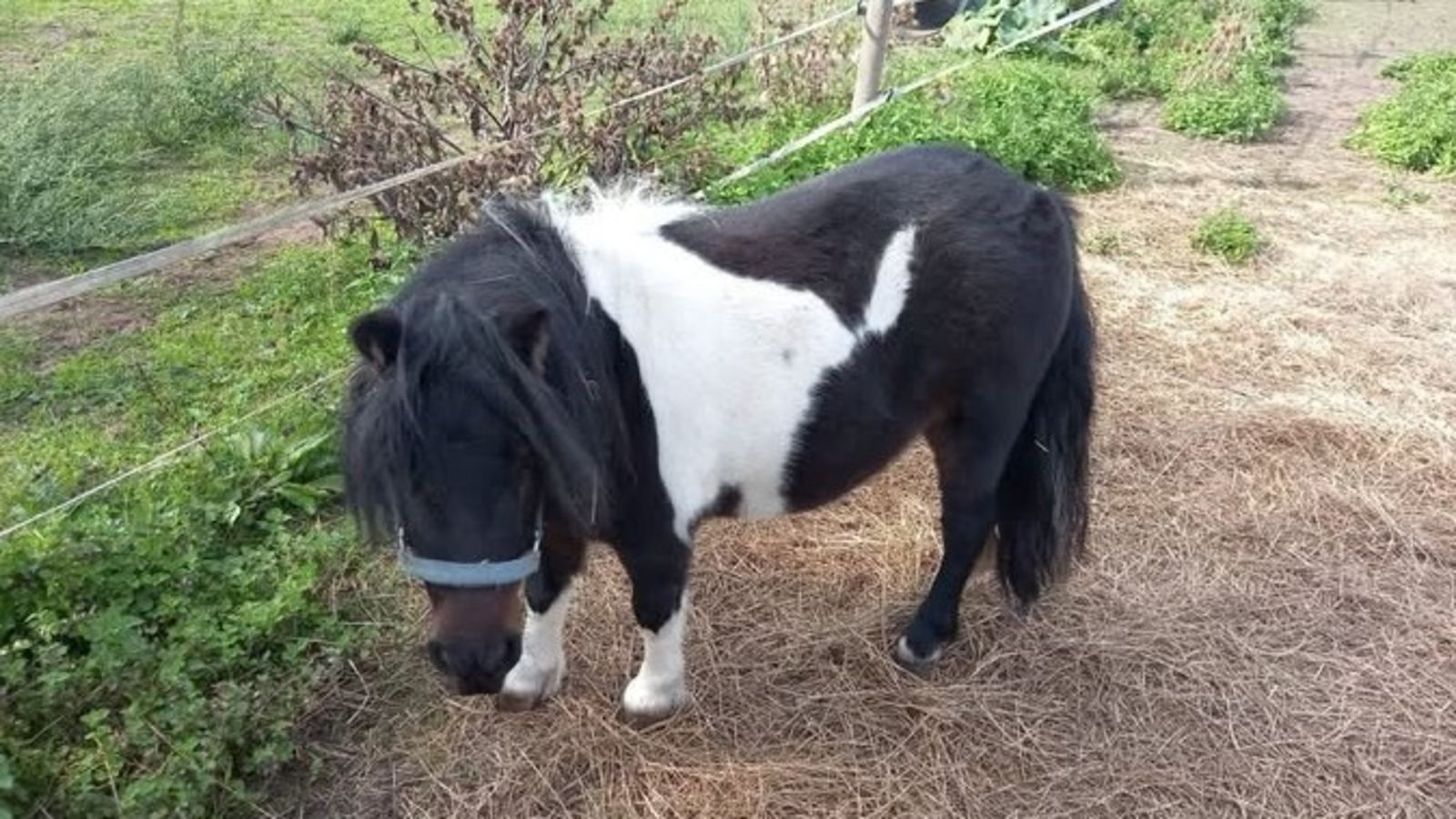 Owner's plea after tiny pony called Mini Mouse is stolen from Soham ...