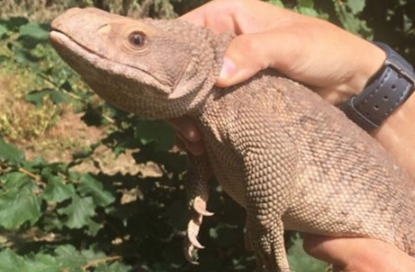 One-metre long tropical lizard found sunning itself in Exeter park | ITV  News West Country