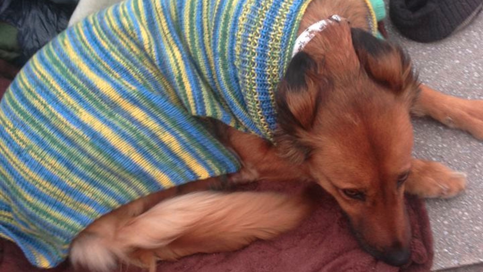 Homeless dogs benefit from donated coats ITV News Tyne Tees