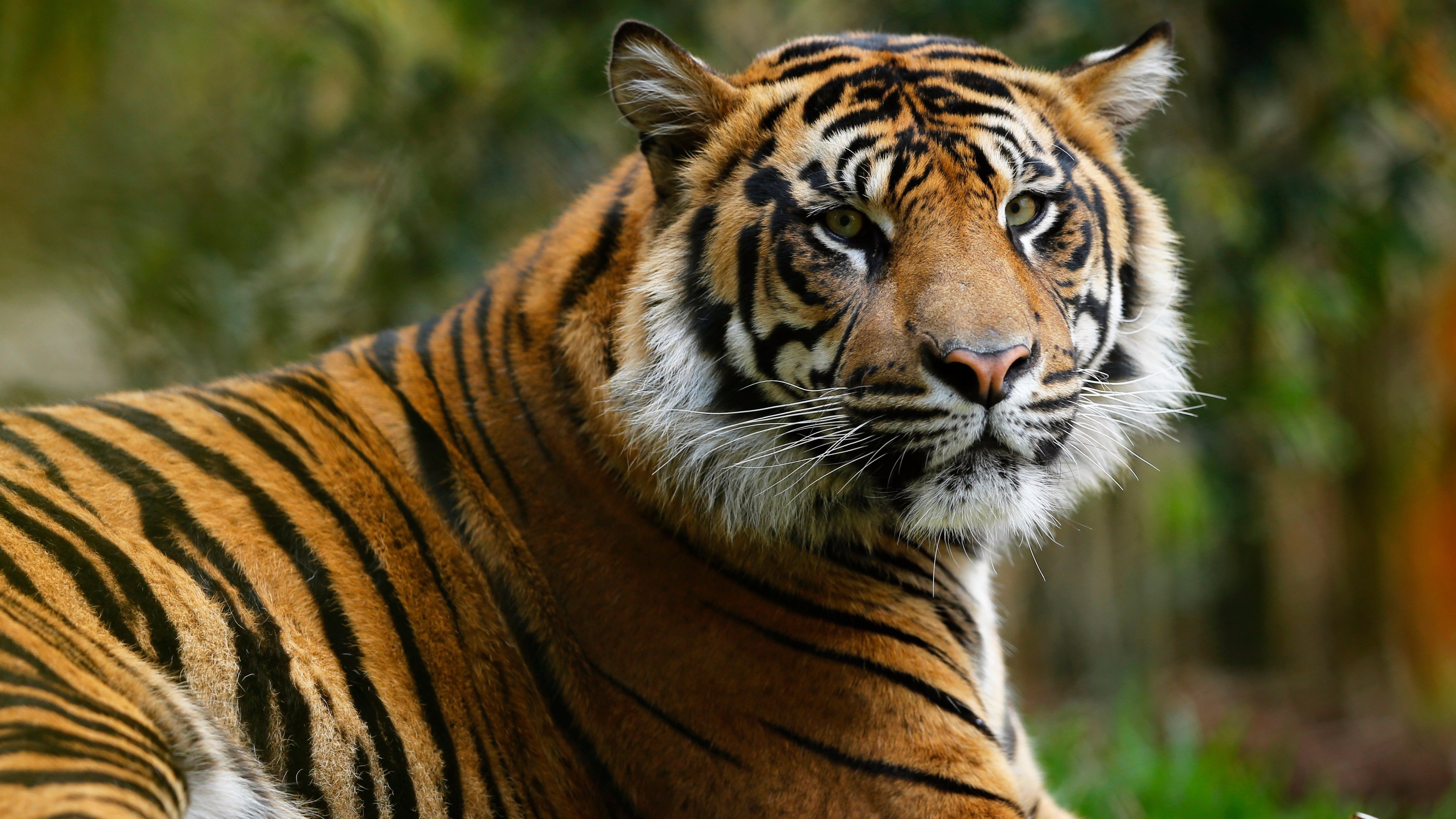 Tiger attacks keeper at 'Crocodile Hunter' Steve Irwin's Australia Zoo ...