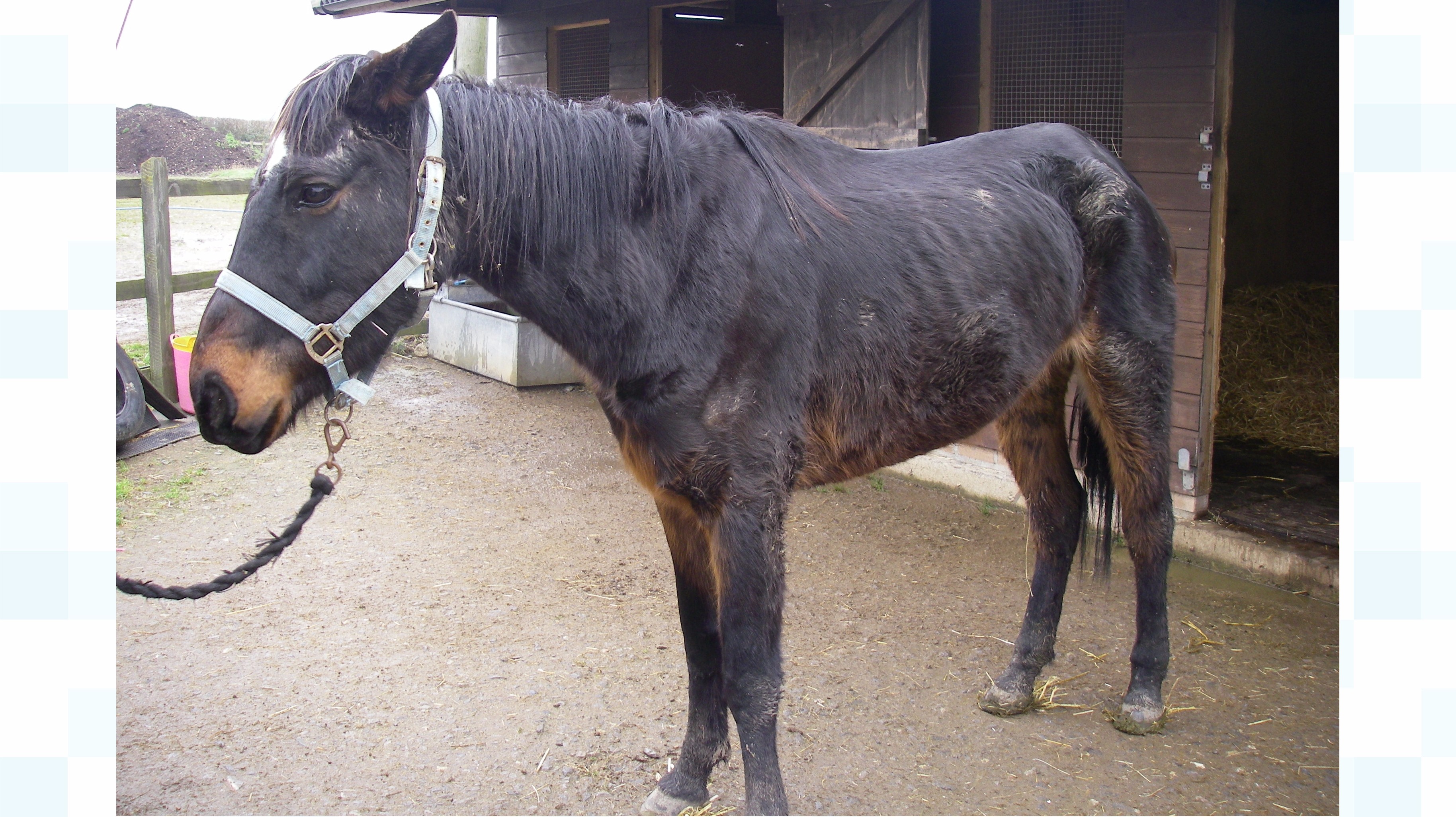 Somerset horsewhisperer banned from keeping horses after being