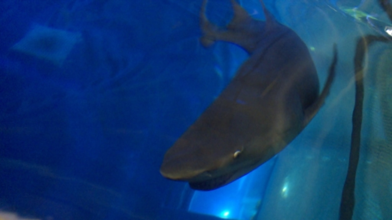 Lemon sharks go on display at Plymouth's National Marine Aquarium ITV