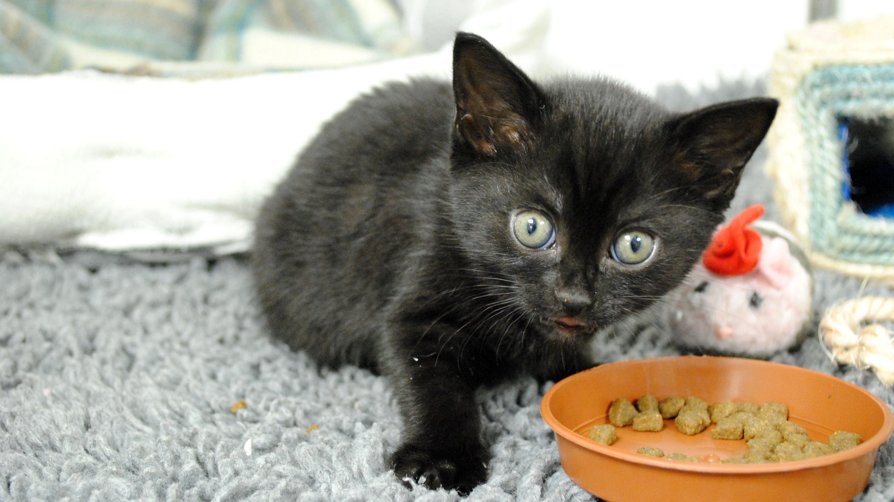 Kitten taped inside shoebox, dumped outside a kebab shop and left for dead is renamed 'Donna