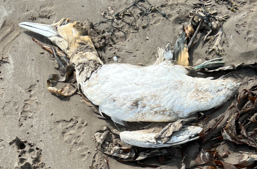 Why are more dead seabirds washing up on the shores of North East ...