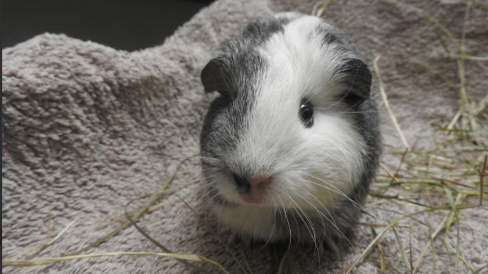 north east guinea pig rescue