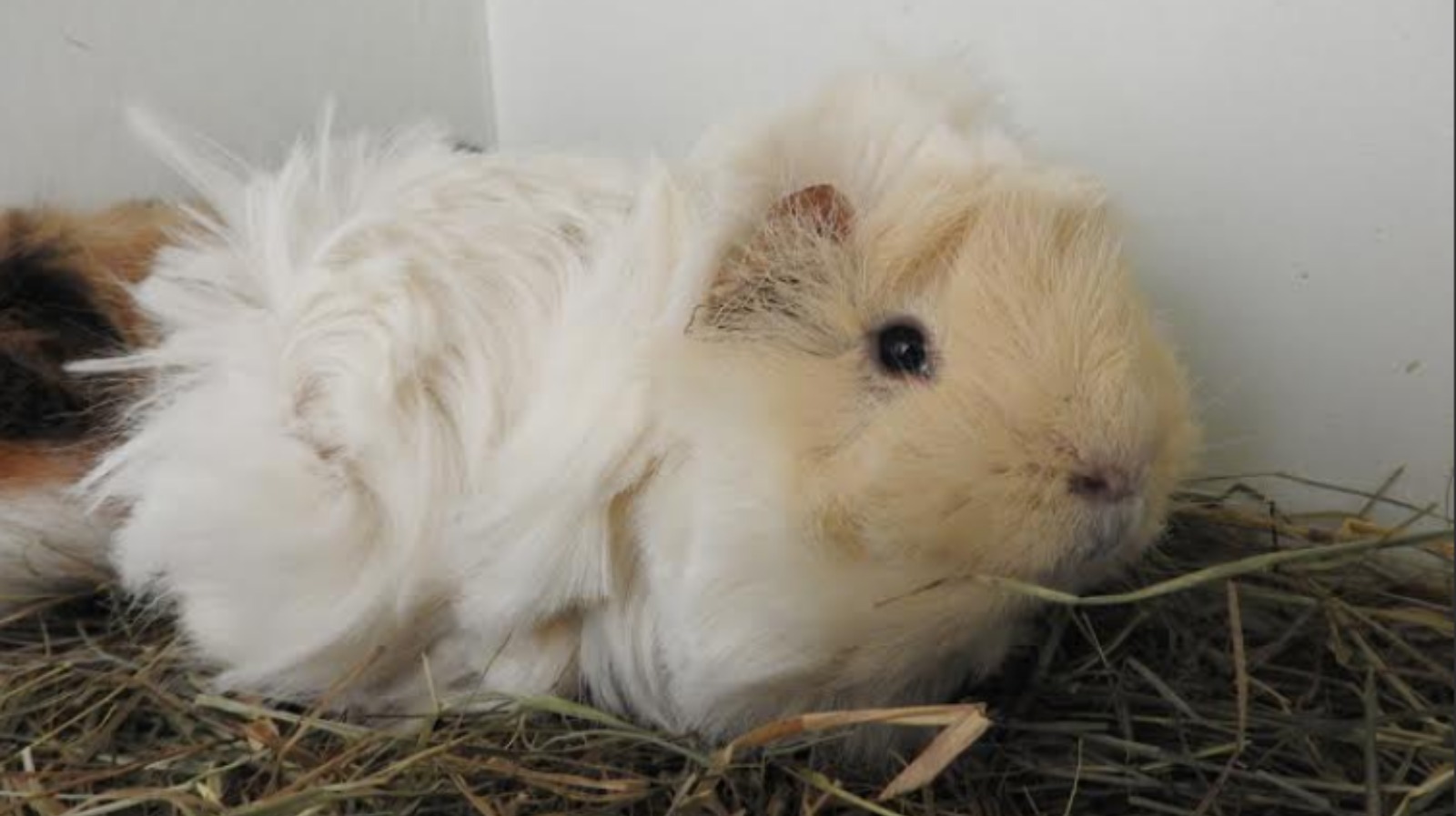 north east guinea pig rescue