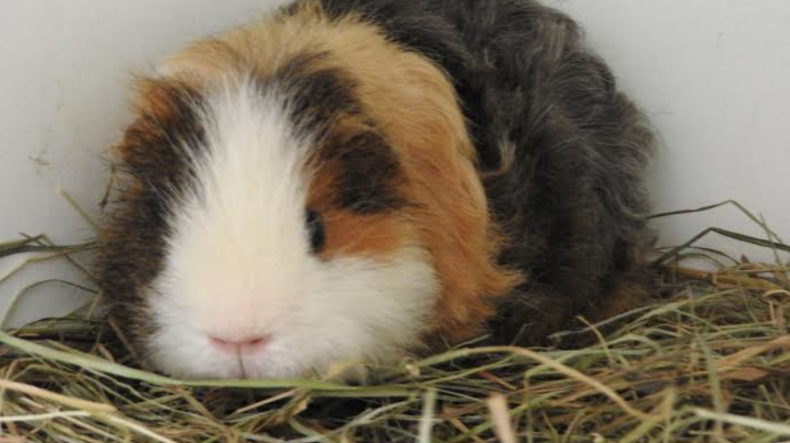 north east guinea pig rescue