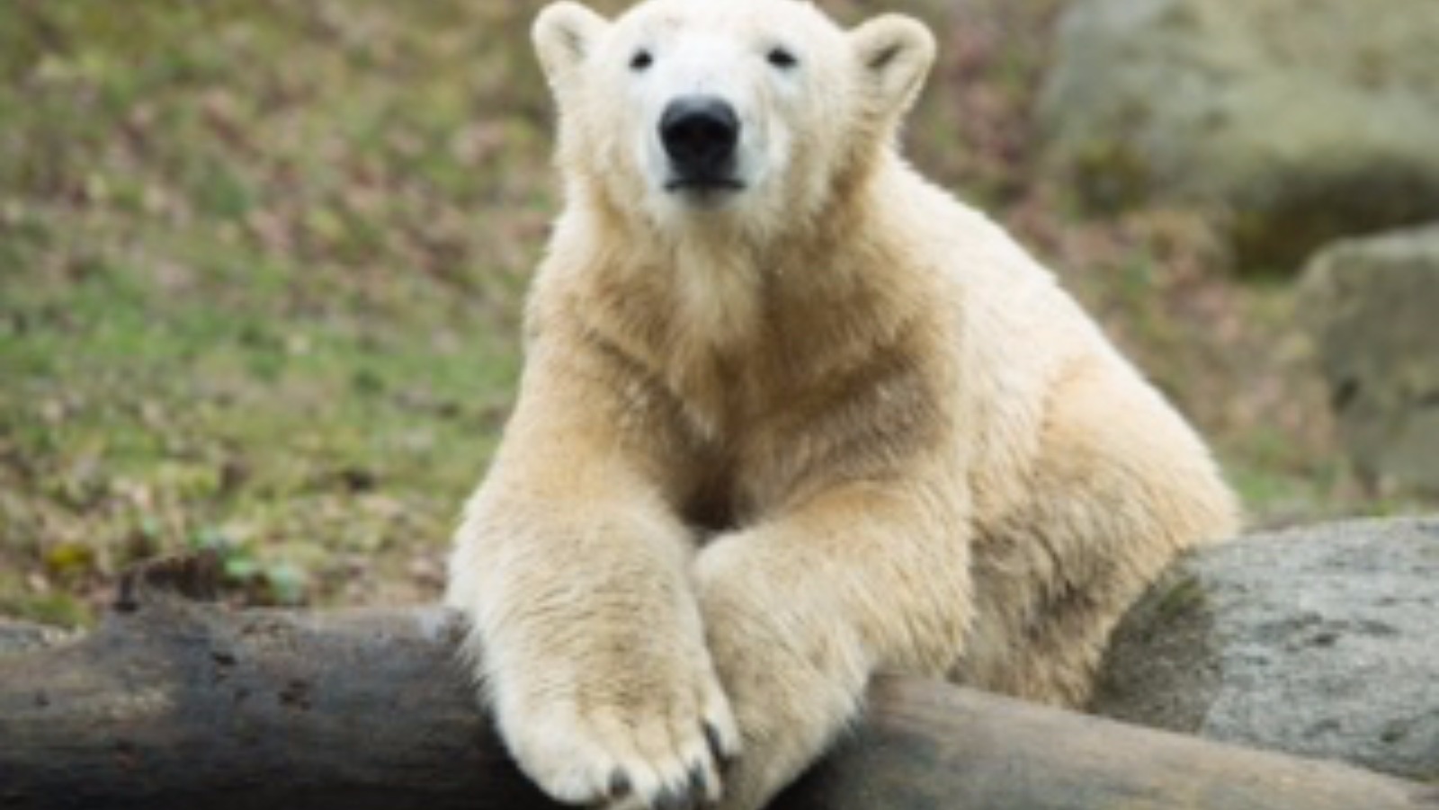 Nobby the polar bear arrives in Doncaster after 1000-mile journey | ITV News Calendar