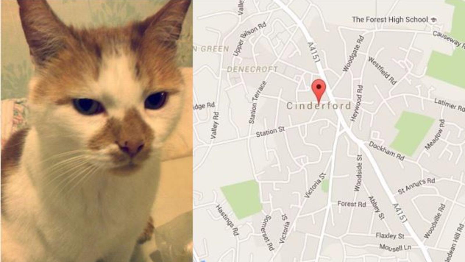 Police fear cat killings could be gang initiation test ITV News