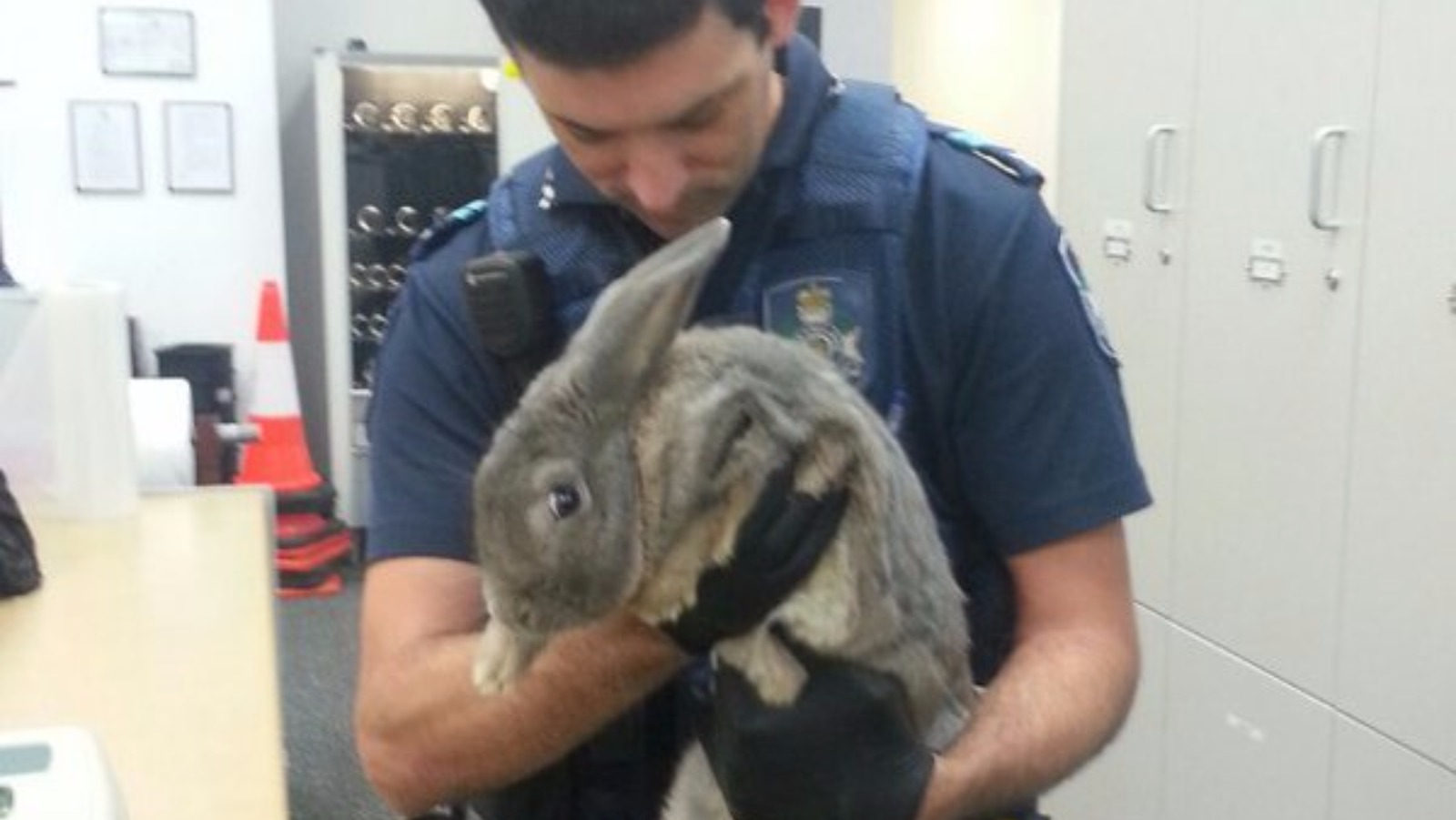 Police seize illegal rabbit as owners claim it was a guinea pig | ITV News