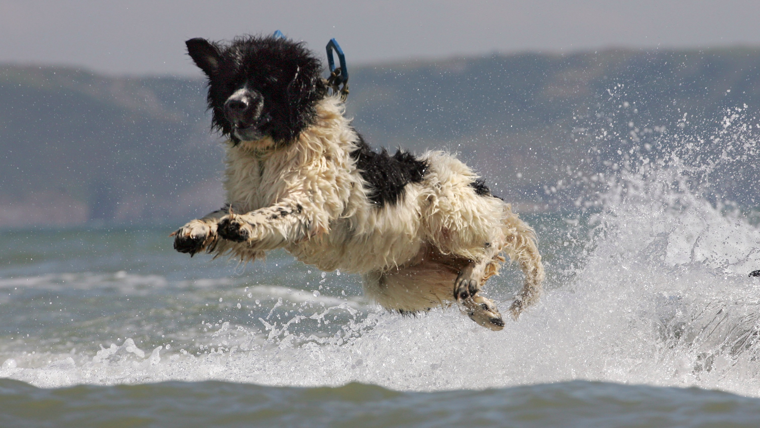 Lifesaving rescue dog to receive posthumous OBE award | ITV News Wales