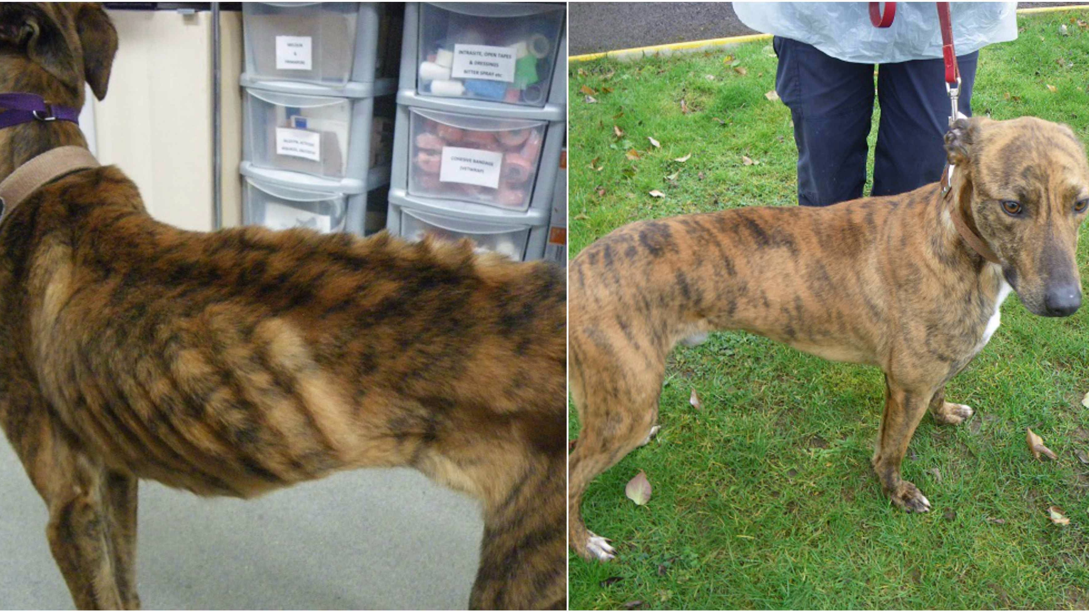 RSPCA reveal dogs are the most abused pet ITV News Wales