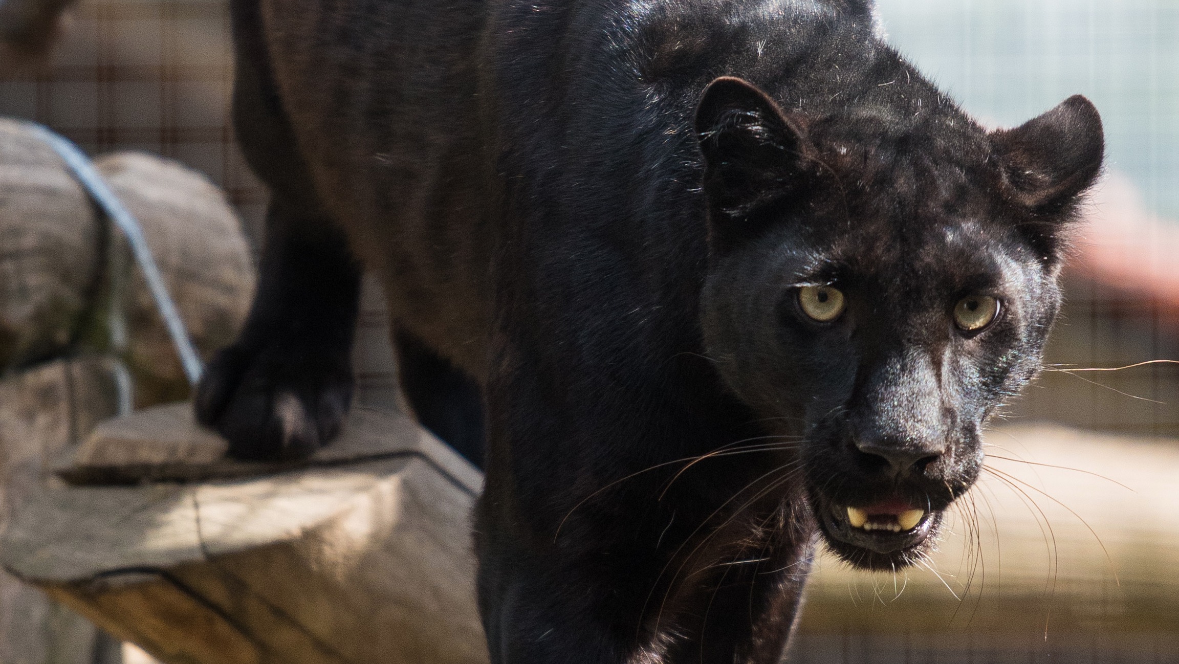 More sightings of a 'black panther' in the Border region ITV News Border