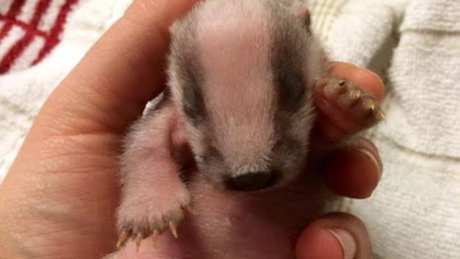 baby badger