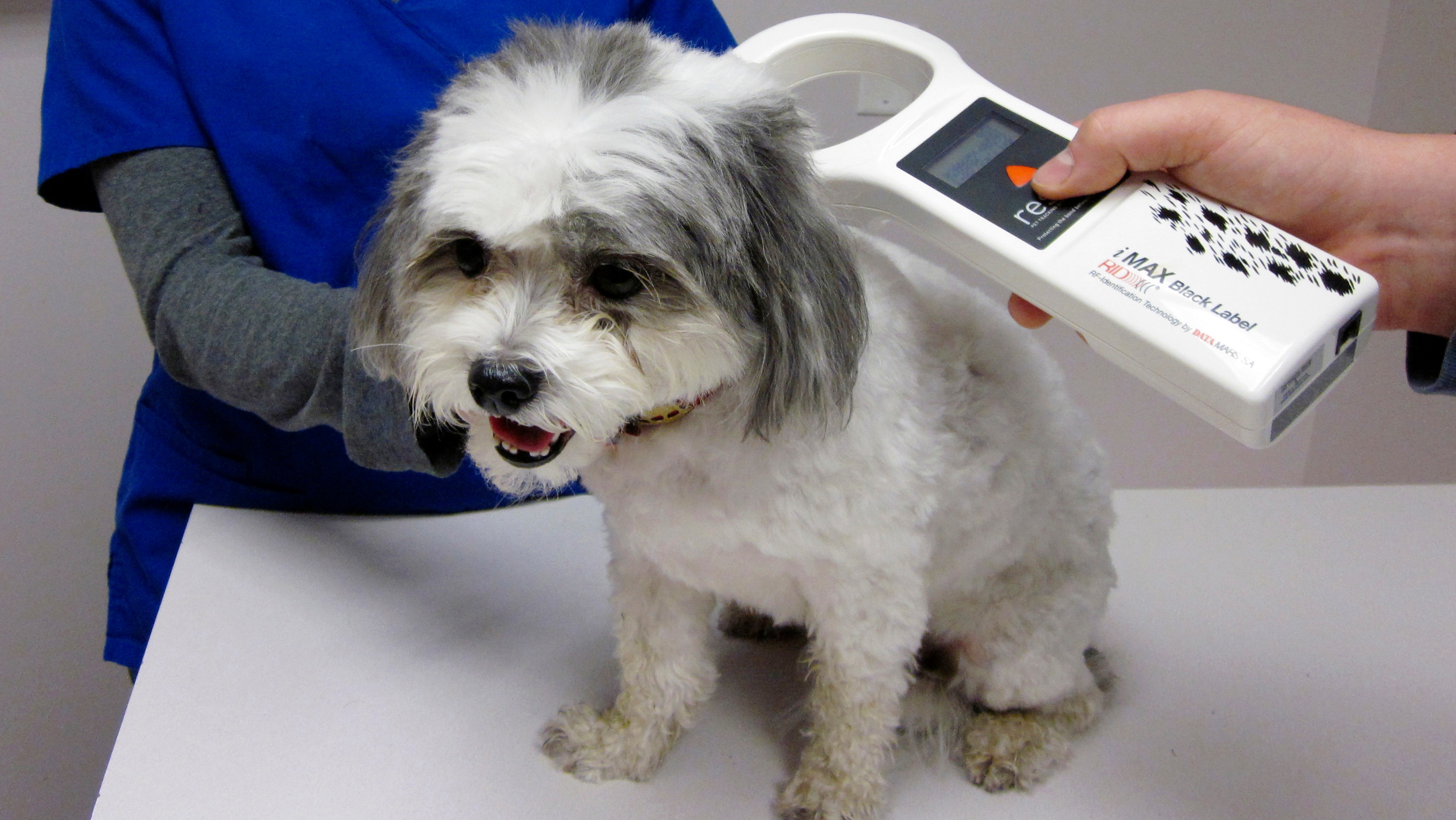 dog-microchipping-is-now-compulsory-here-is-what-you-need-to-know