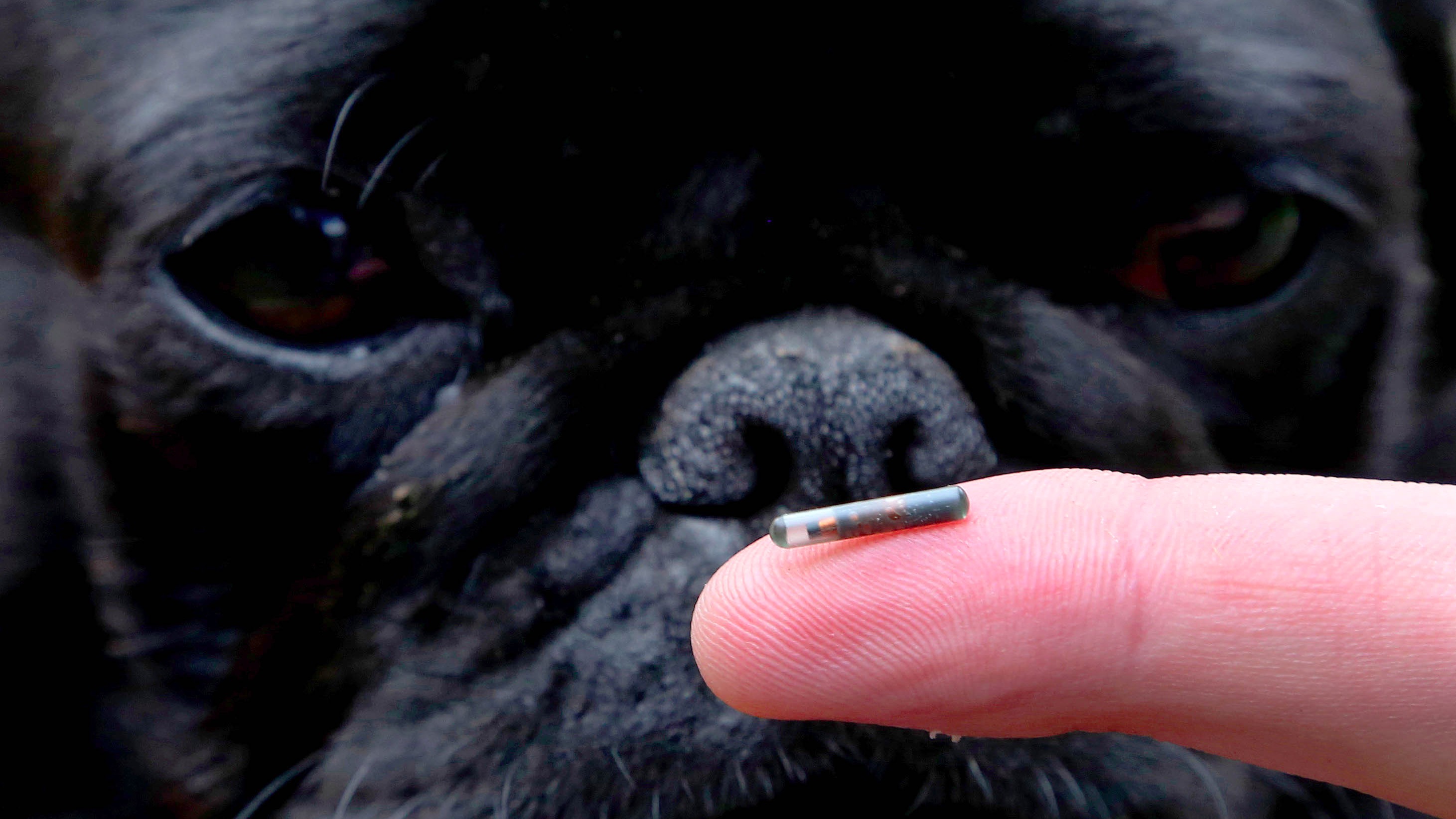 microchipping-your-dog-all-you-need-to-know-itv-news-central