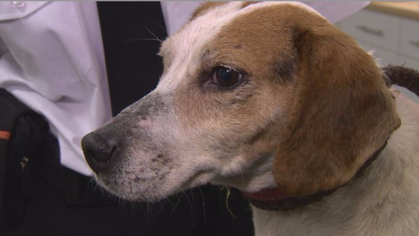 Dog microchipping now compulsory in Wales ITV News Wales