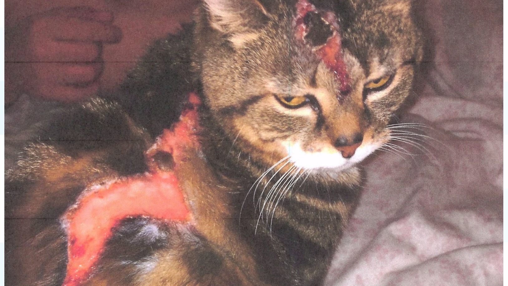 organiseren Eekhoorn melk wit Man jailed for throwing boiling water on neighbour's cat | ITV News Central