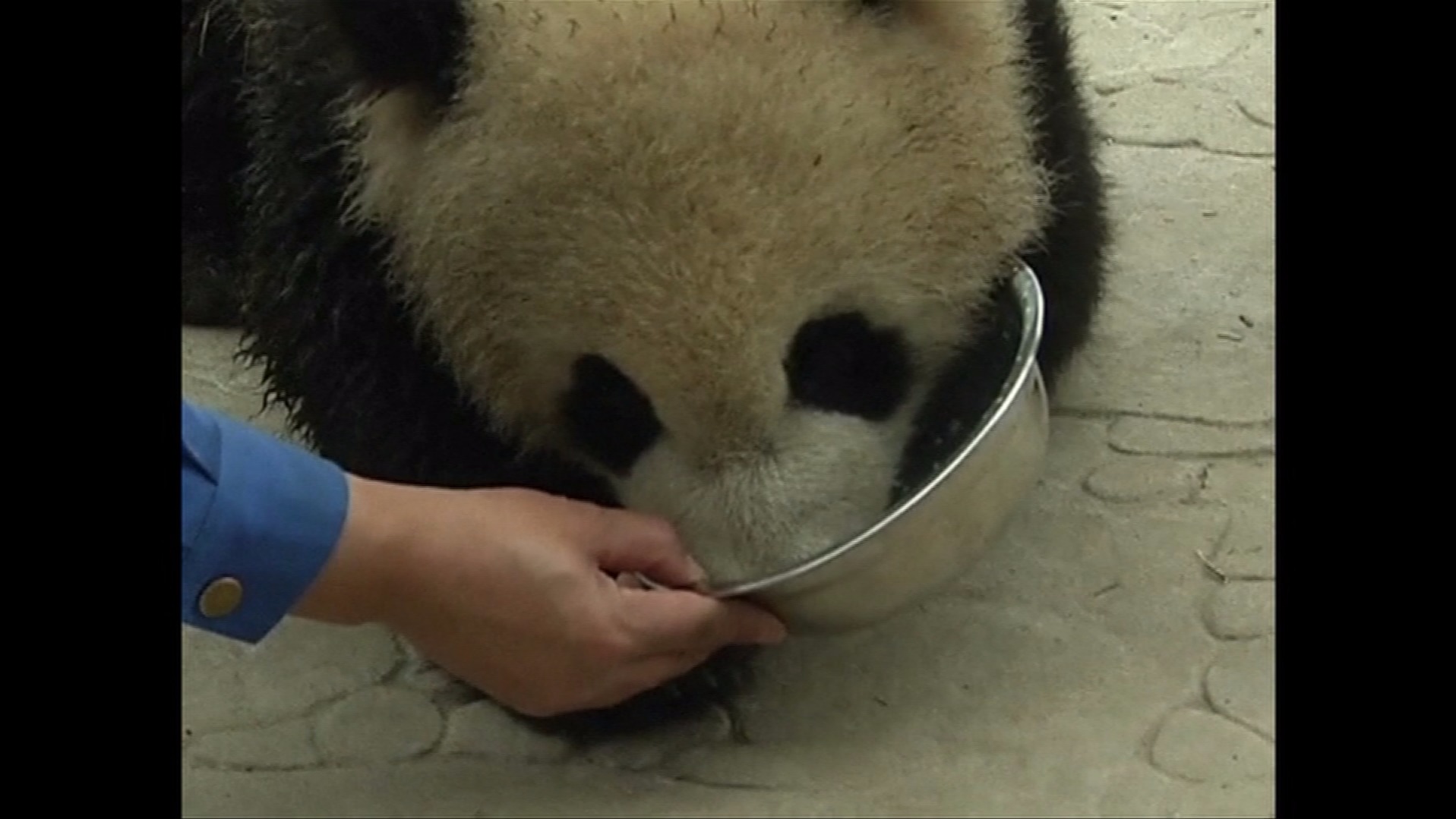 Pandas: China's conservation efforts continuing | ITV News