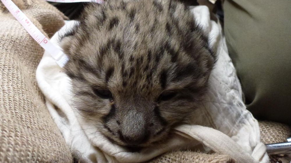 Rare pictures emerge of a snow leopard with her cub | ITV News