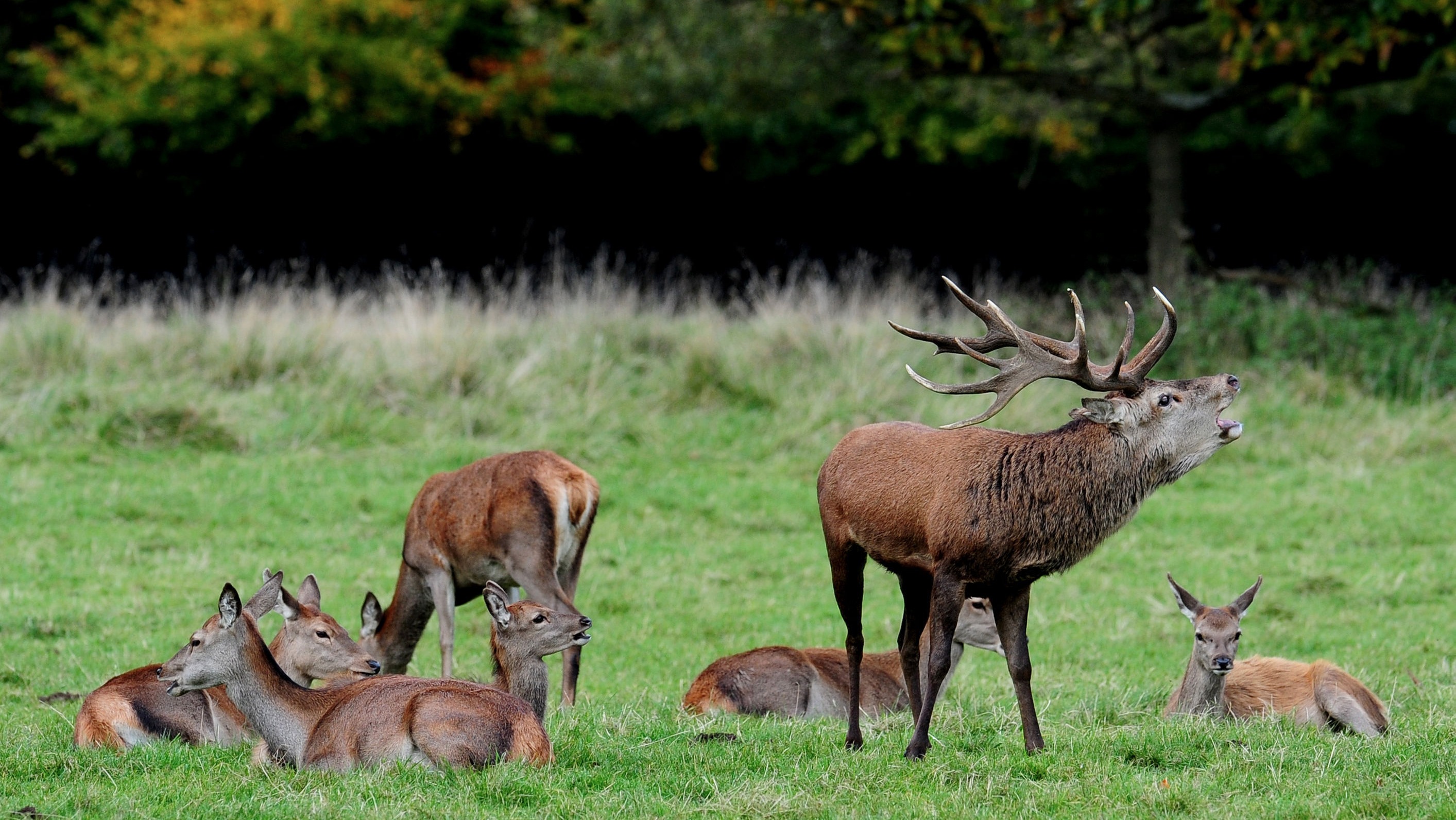 Deer at Lyme Park have been put down due to illness ITV News Granada