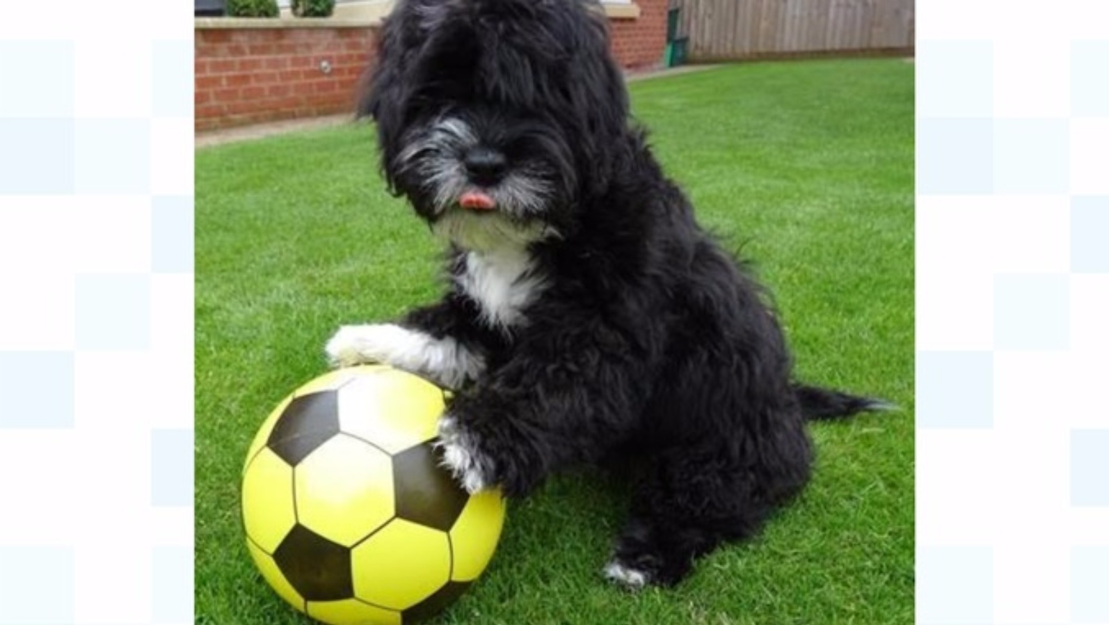 'Ronaldog' demonstrates 'amazing' football skills | ITV News West Country