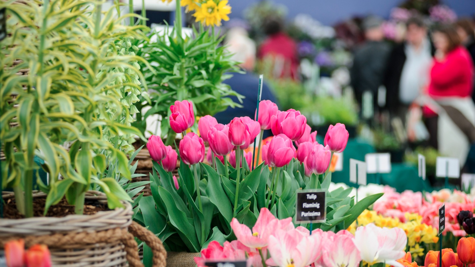 Thousands expected at RHS Flower Show this weekend | ITV News Wales