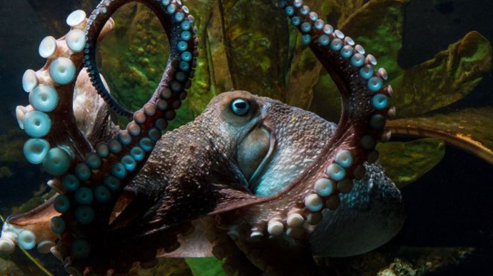 Octopus makes great escape from aquarium by squeezing through pipes to ...