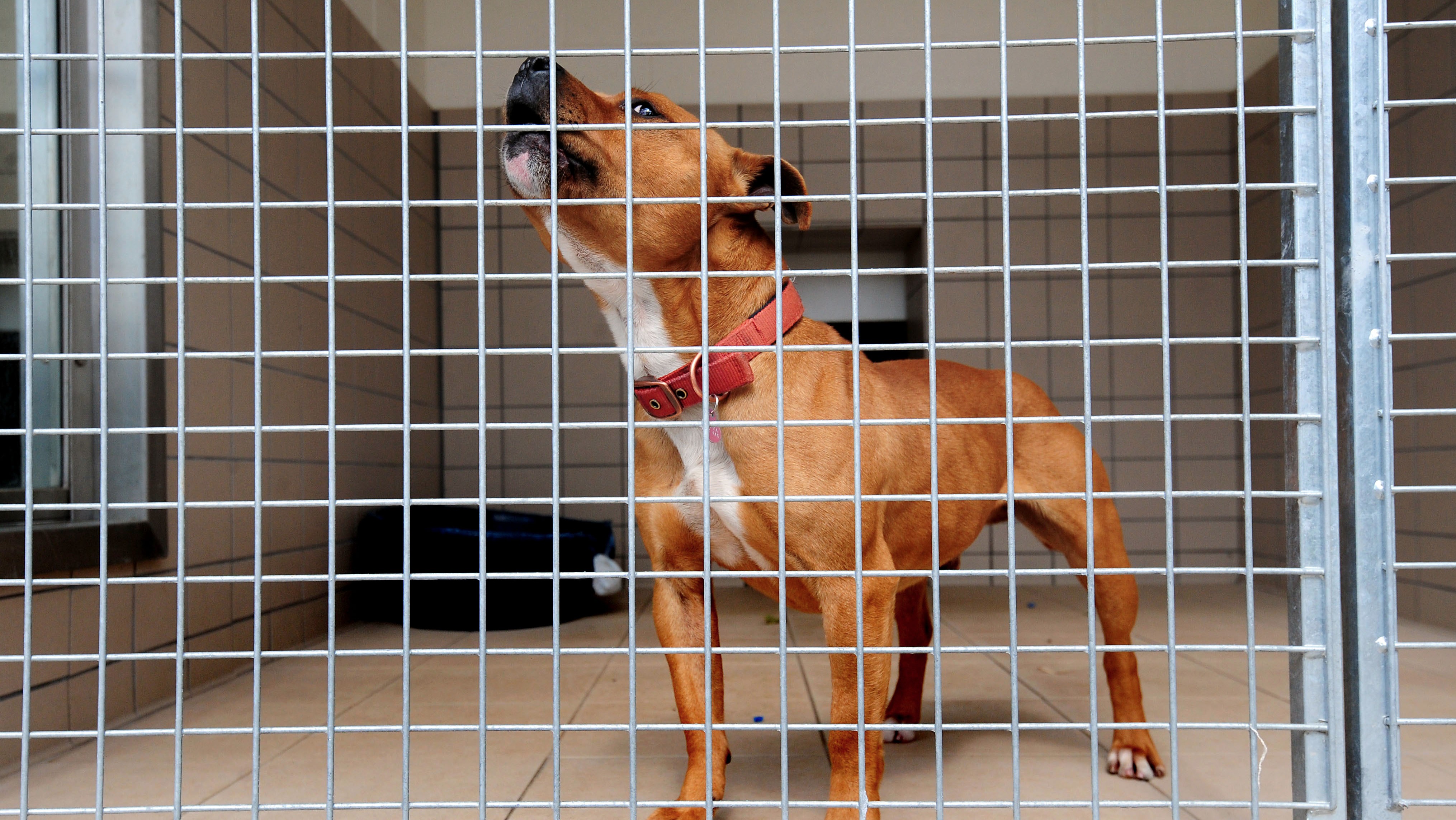 Dog to be put down for 'eating' dead owner ITV News Granada