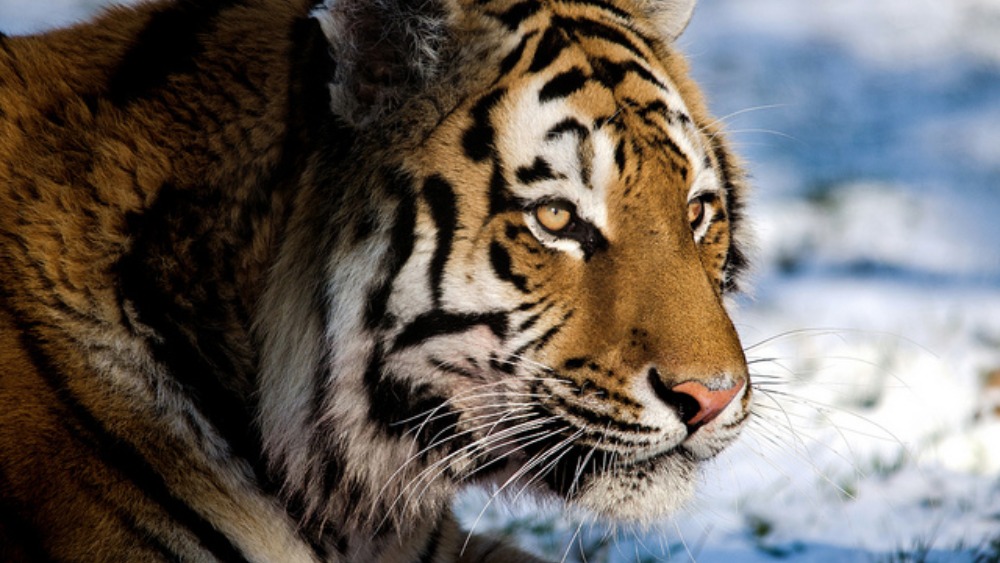 Animal Action Day at Yorkshire Wildlife Park | ITV News Calendar