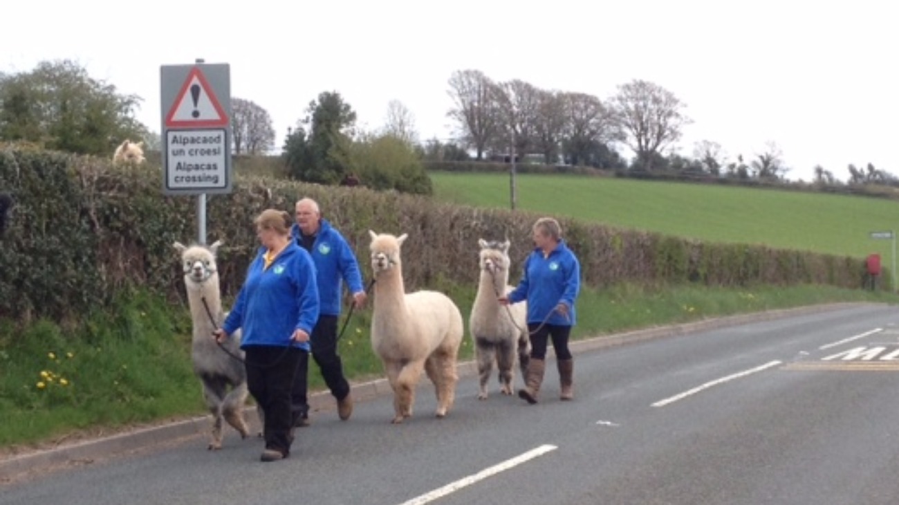 Why Did The Alpaca Cross The Road To Get To The Other Side Of The Farm Of Course Wales Itv News