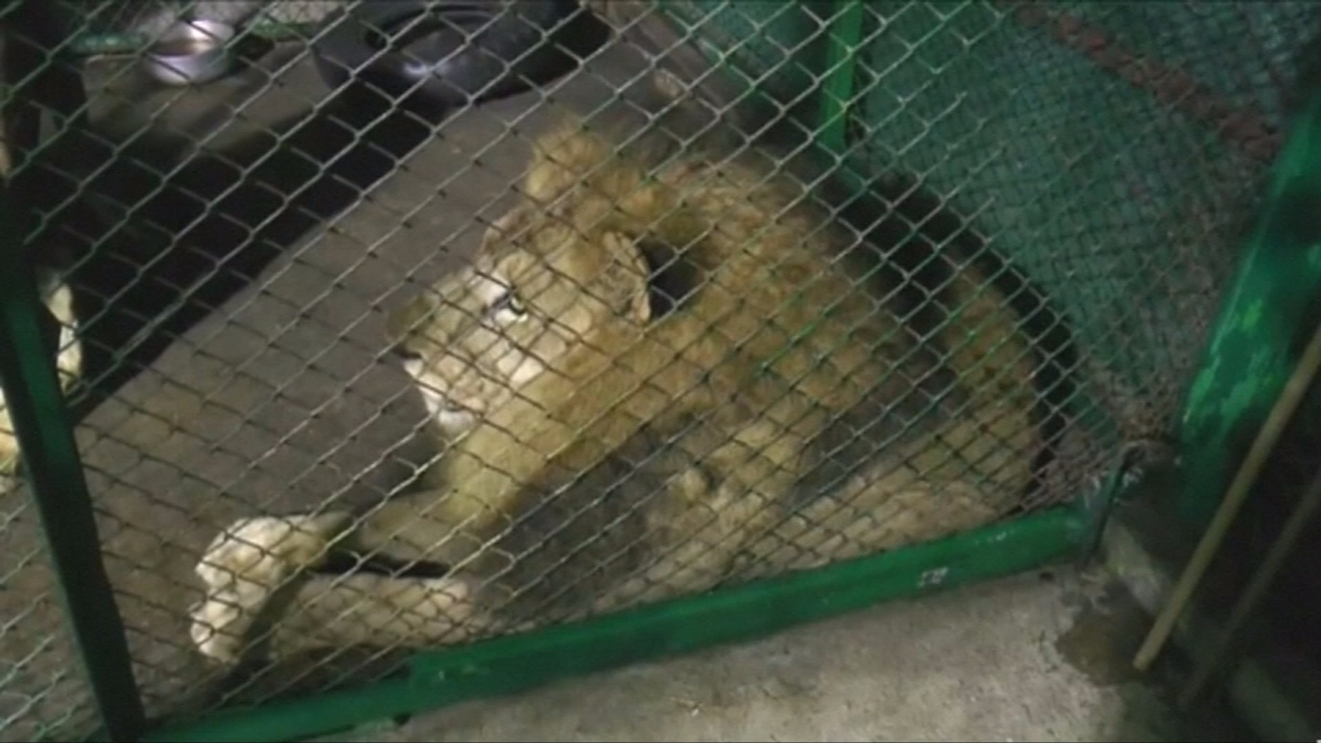 Biggest airlift of rescued lions as 33 flown to South Africa ITV News
