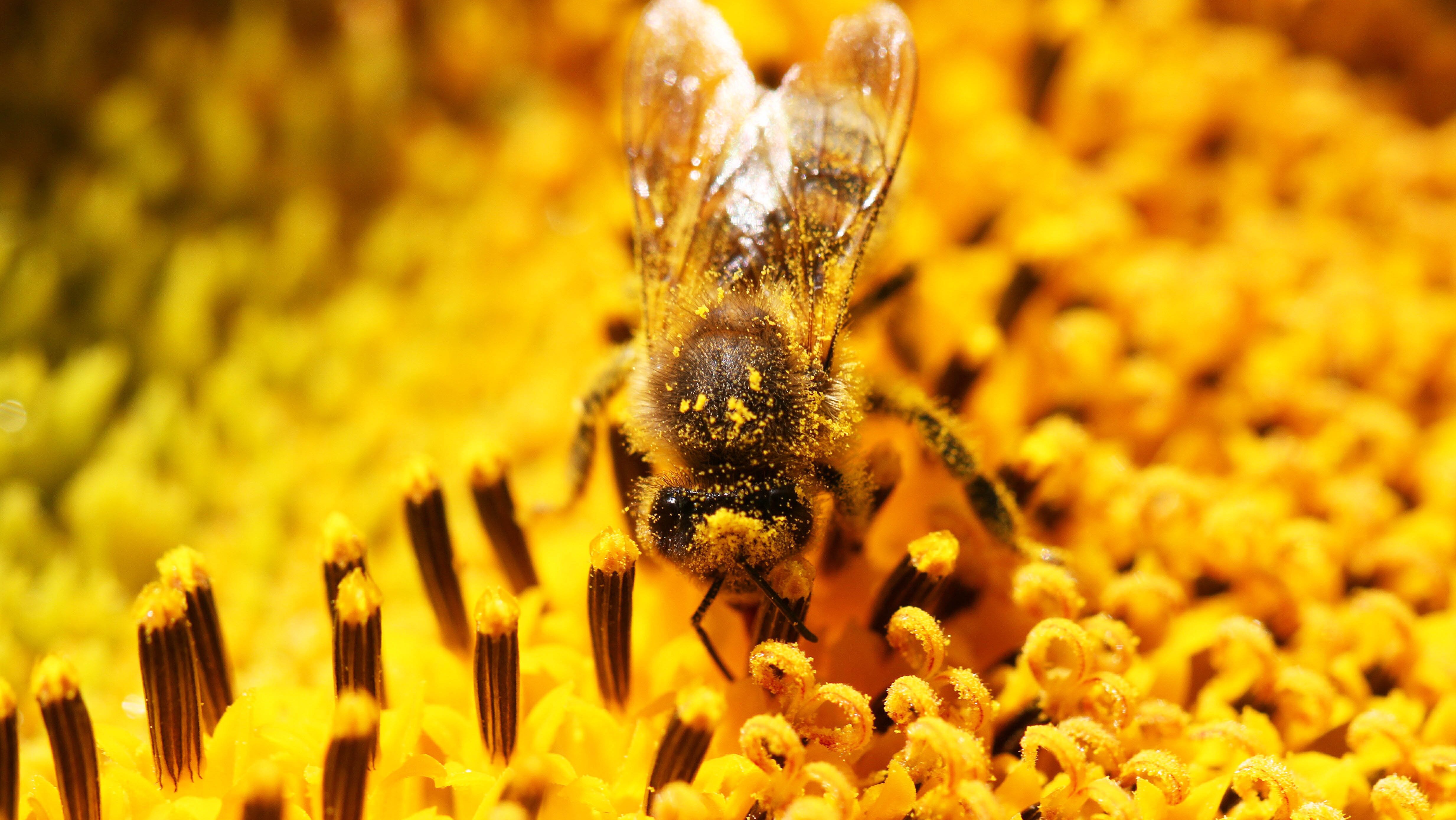 a-longer-grass-pollen-season-means-more-londoners-could-develop-hay