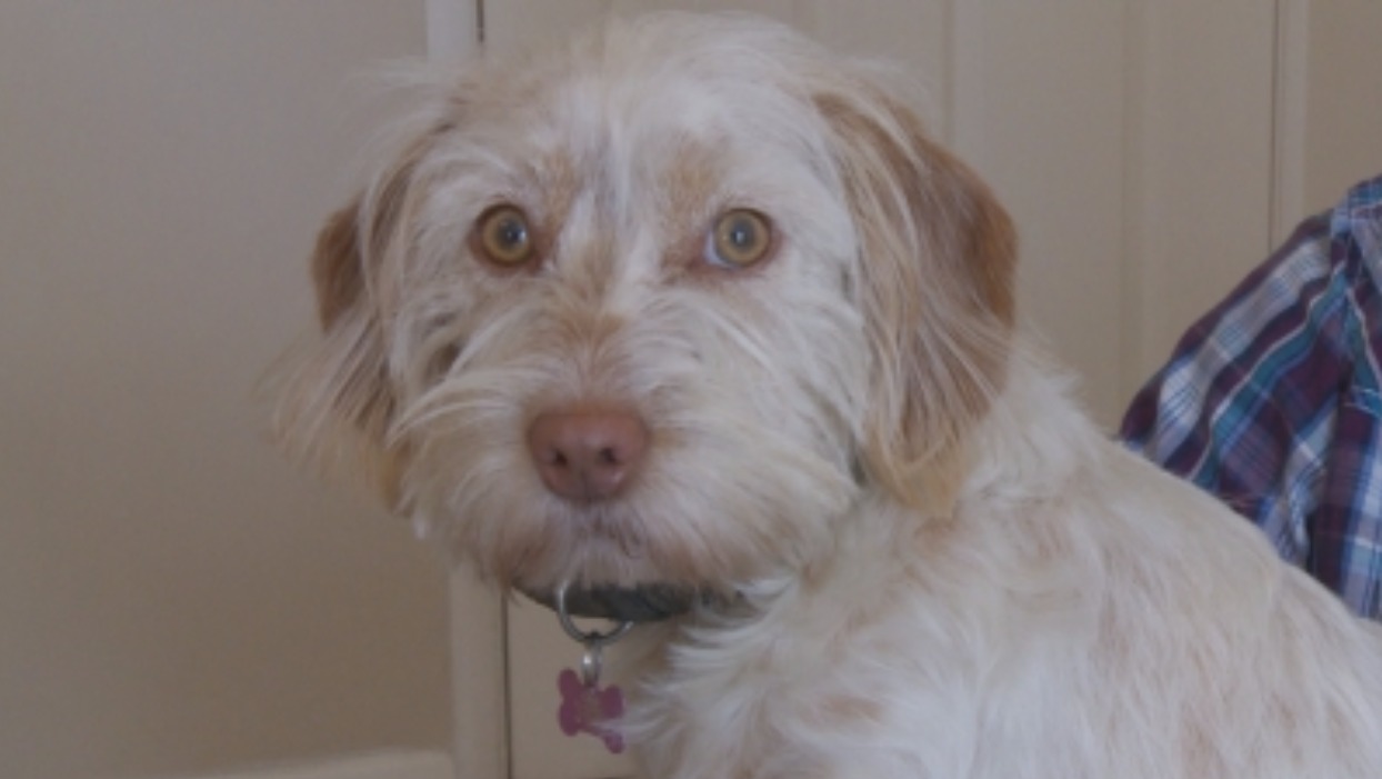 Meet naughty dog Ruby who ate 24 plastic gloves ITV News Tyne Tees